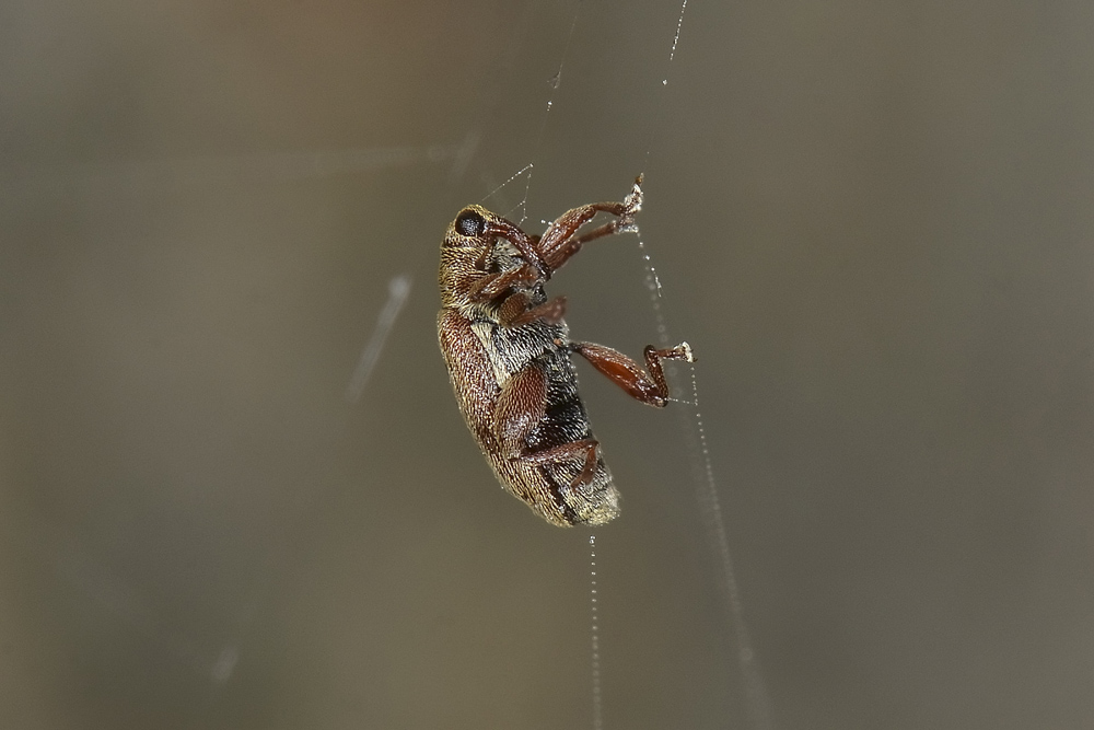 Orchestes testaceus, Curculionidae